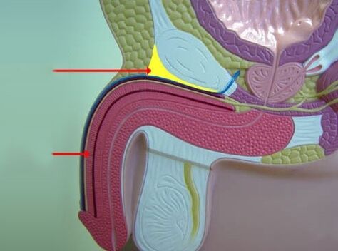 penile ligaments
